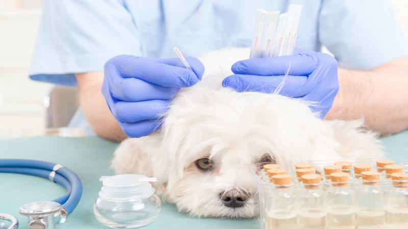 Quality Pet Surgery in Mckinley Park