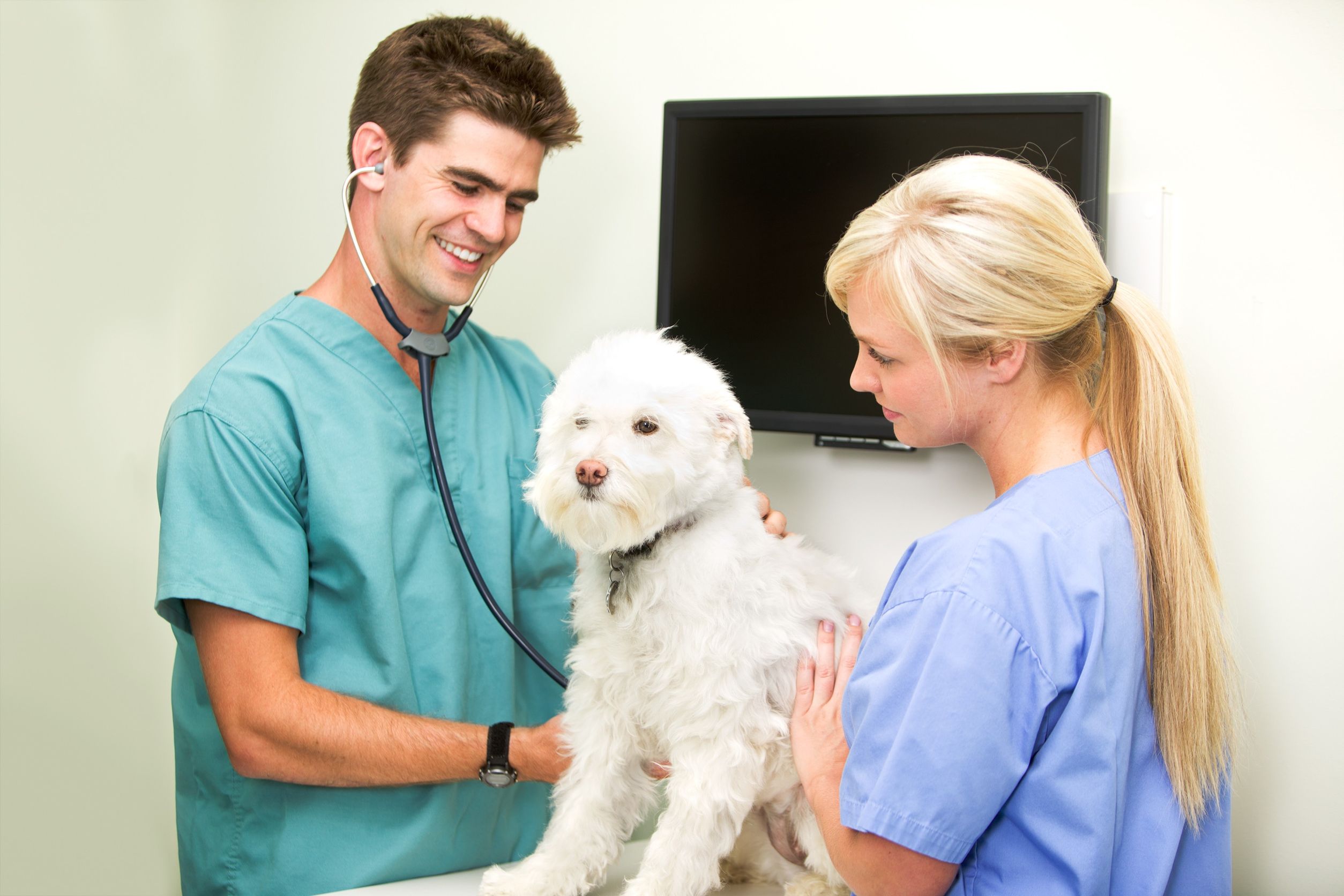 What to Look for in Emergency Veterinary Care in Deland