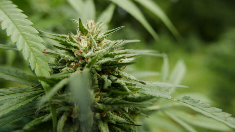 Uncover how Cannabis Dispensaries Byram MS are meeting the needs of local wellness seekers