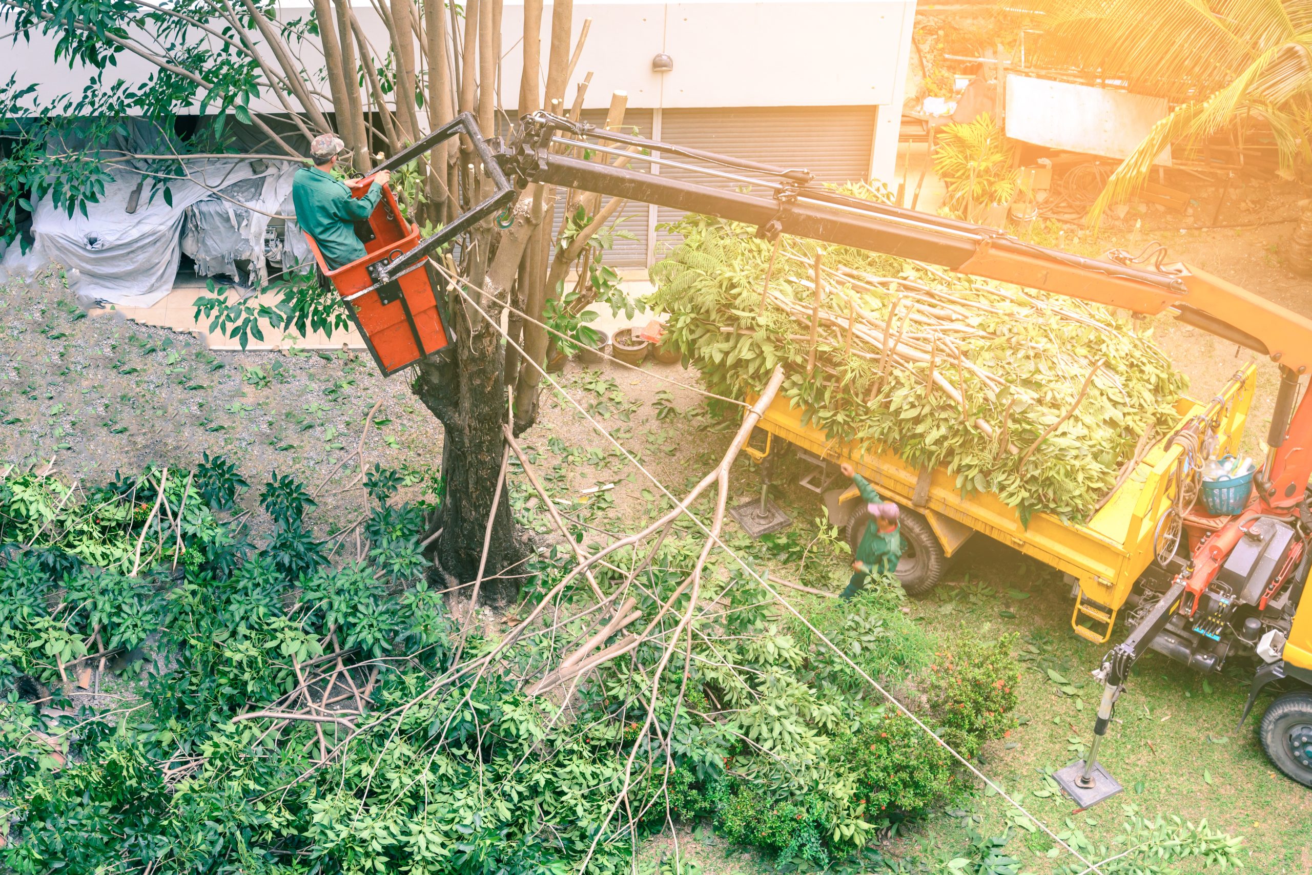 Growing Healthier Trees, One Cut at a Time – Expert Tree Pruning in Fitchburg, WI