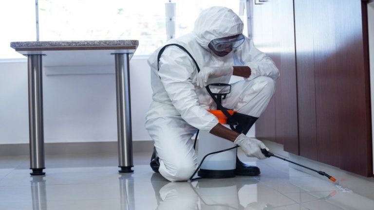 Eradicate Pests with Proven Termite Treatment South Coast Options
