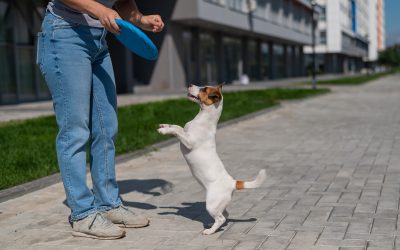 Building Strong Bonds Through Puppy Training Santa Clara County CA Family Guide