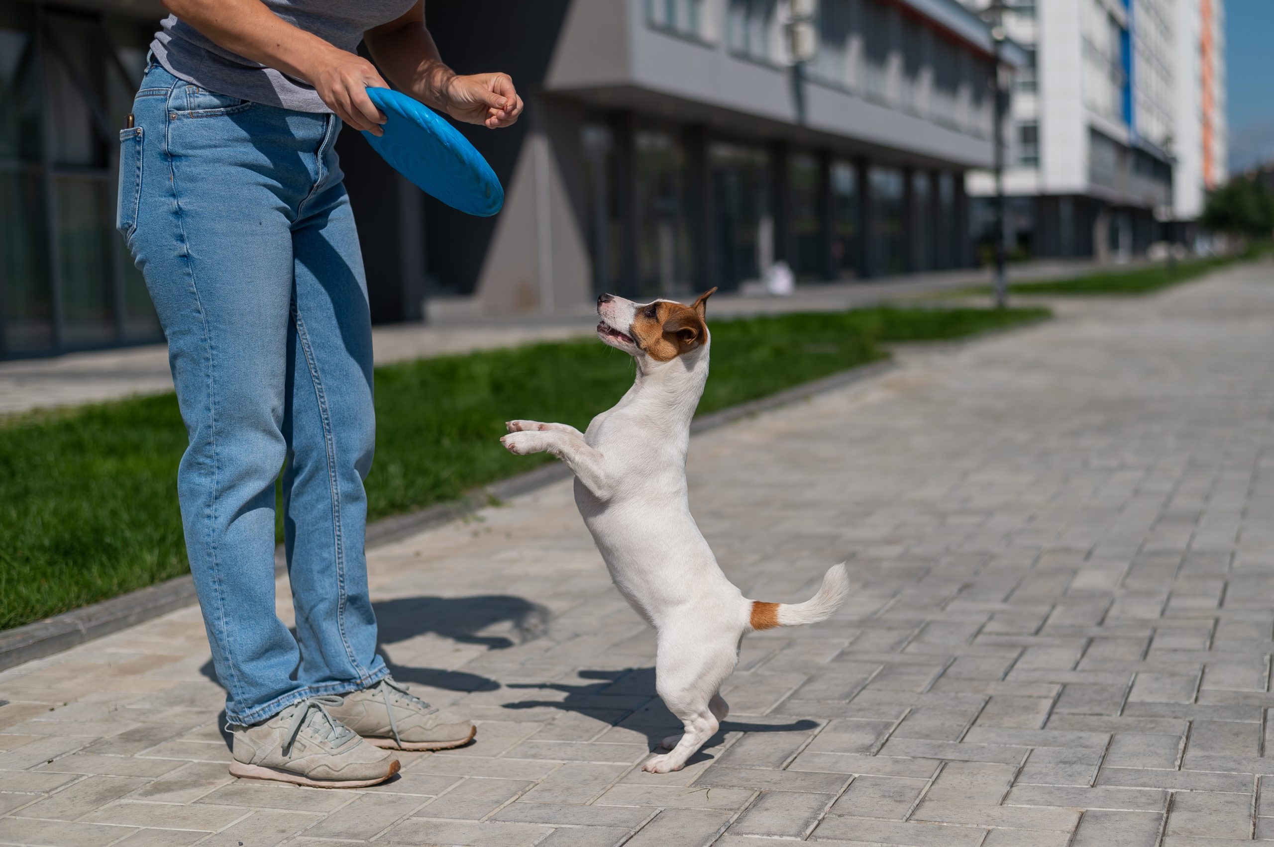 Building Strong Bonds Through Puppy Training Santa Clara County CA Family Guide