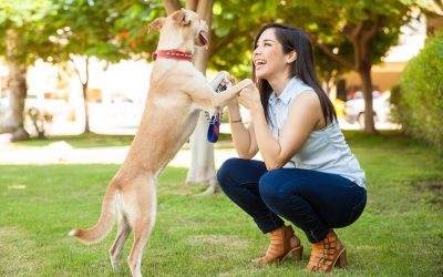 Transform Your Pets Behavior Through Aggression Training For Dogs Boca Raton FL