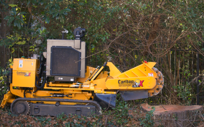 How stump grinding in Senoia, GA, improves yard safety and boosts curb appeal