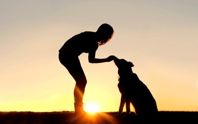 Help Your Pet Regain Mobility With an Orthopedic Brace For Dog Joint Support