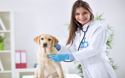 Get Advanced Treatments For Your Furry Friend At Veterinary Hospital In Los Angeles With Ease