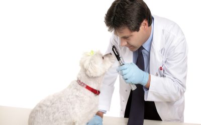 Signs Your Pet Needs Dog Dental Cleaning Coral Springs Vets Want You To Know