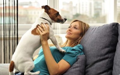 Keep Your Pup Entertained at Home Using a Custom Dog Box Subscription Service