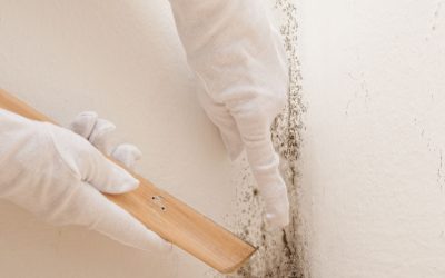 Protect Your Home From Health Risks With Mold Removal Troy, MI Solutions That Work