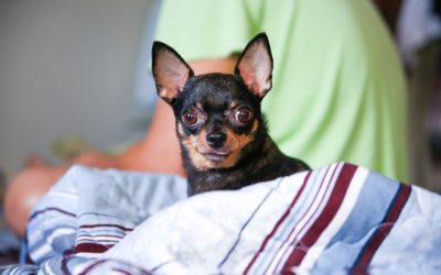 Unlock better behavior for your dog with proven puppy training Houston TX pet owners trust