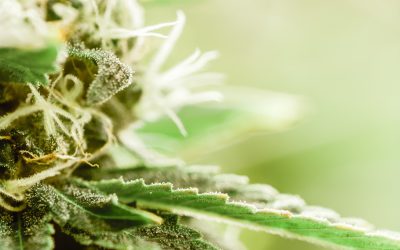 Shopping at a THCA Flower Shop Online Provides Convenience and Quality in the USA