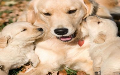 Give Your Pup Unmatched Socialization With Doggy Daycare In Denver for Happy Playful Days