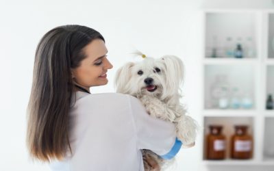 Why Pet Owners Rely on a Veterinary Hospital Meridian ID for Compassionate Care